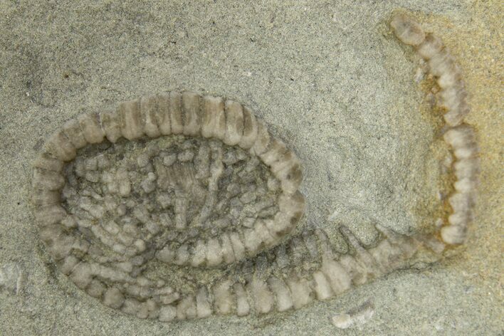 Fossil Crinoid (Camptocrinus) - Crawfordsville, Indiana #310187